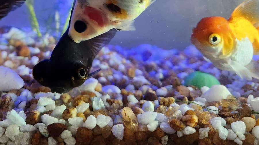 Dark and orange fancy fish swimming over a multicolored pebble bed